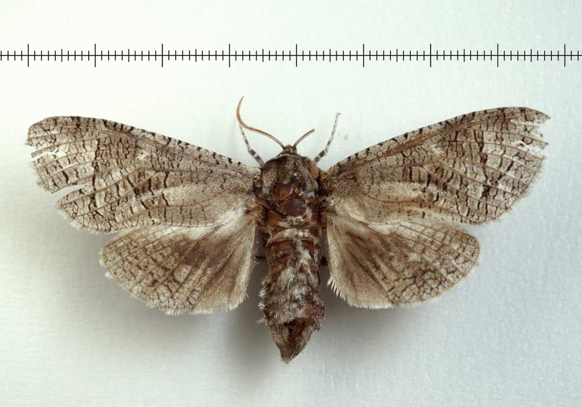 Древоточец пахучий ивовый