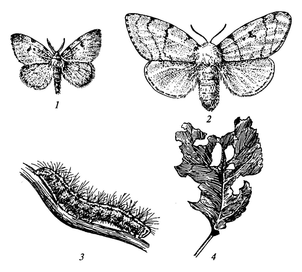 Пяденица шелкопряд