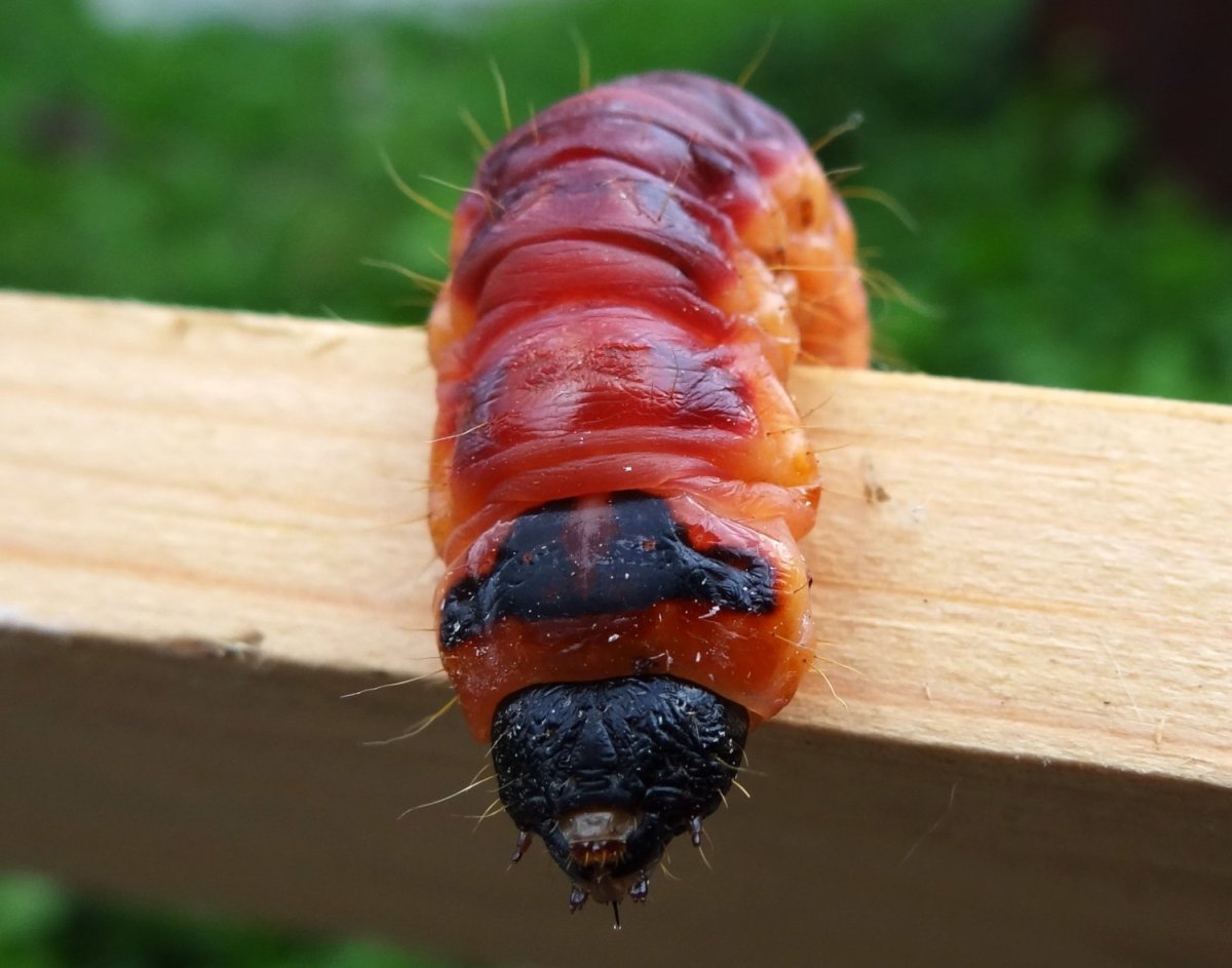 Древоточец пахучий гусеница