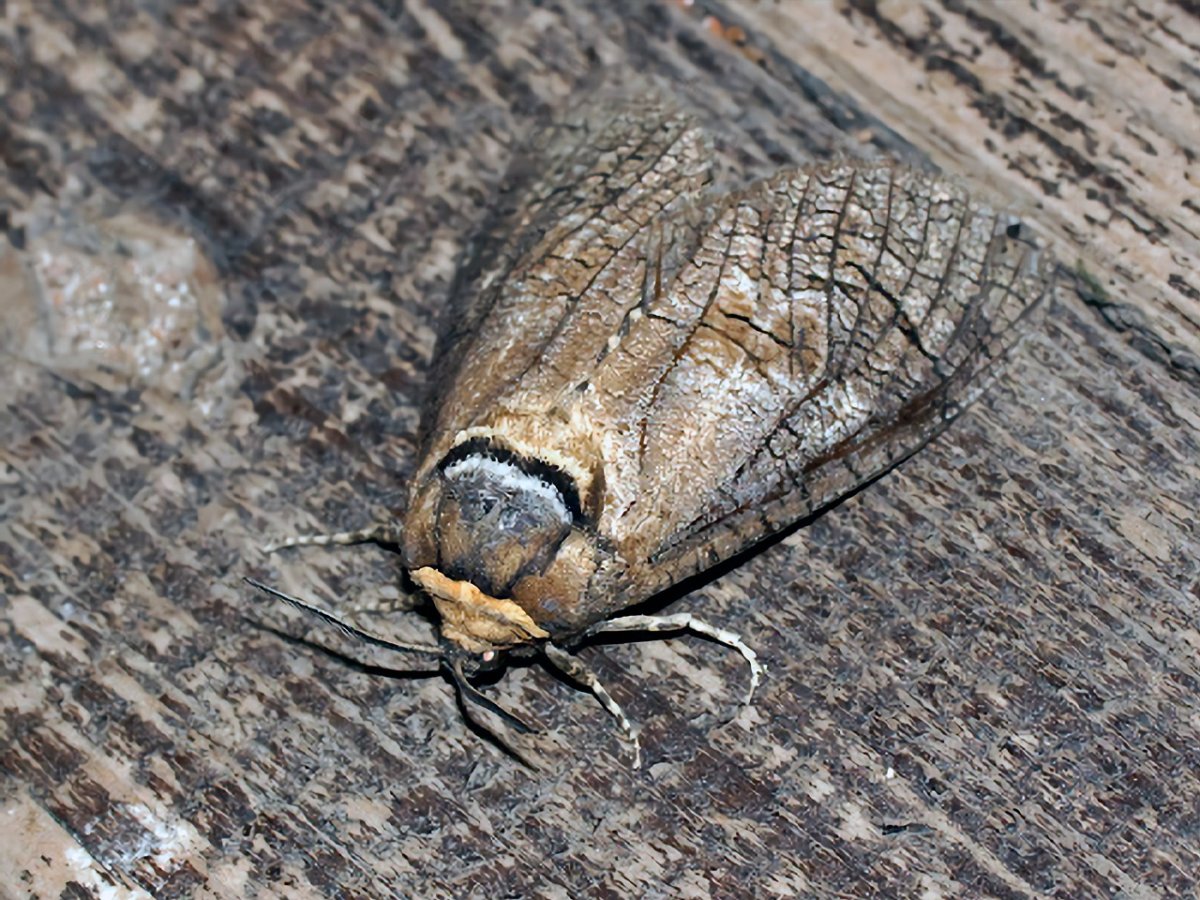 Древоточцы в воде