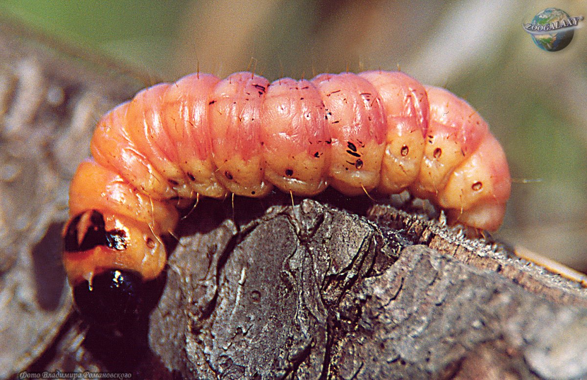 Древесница въедливая