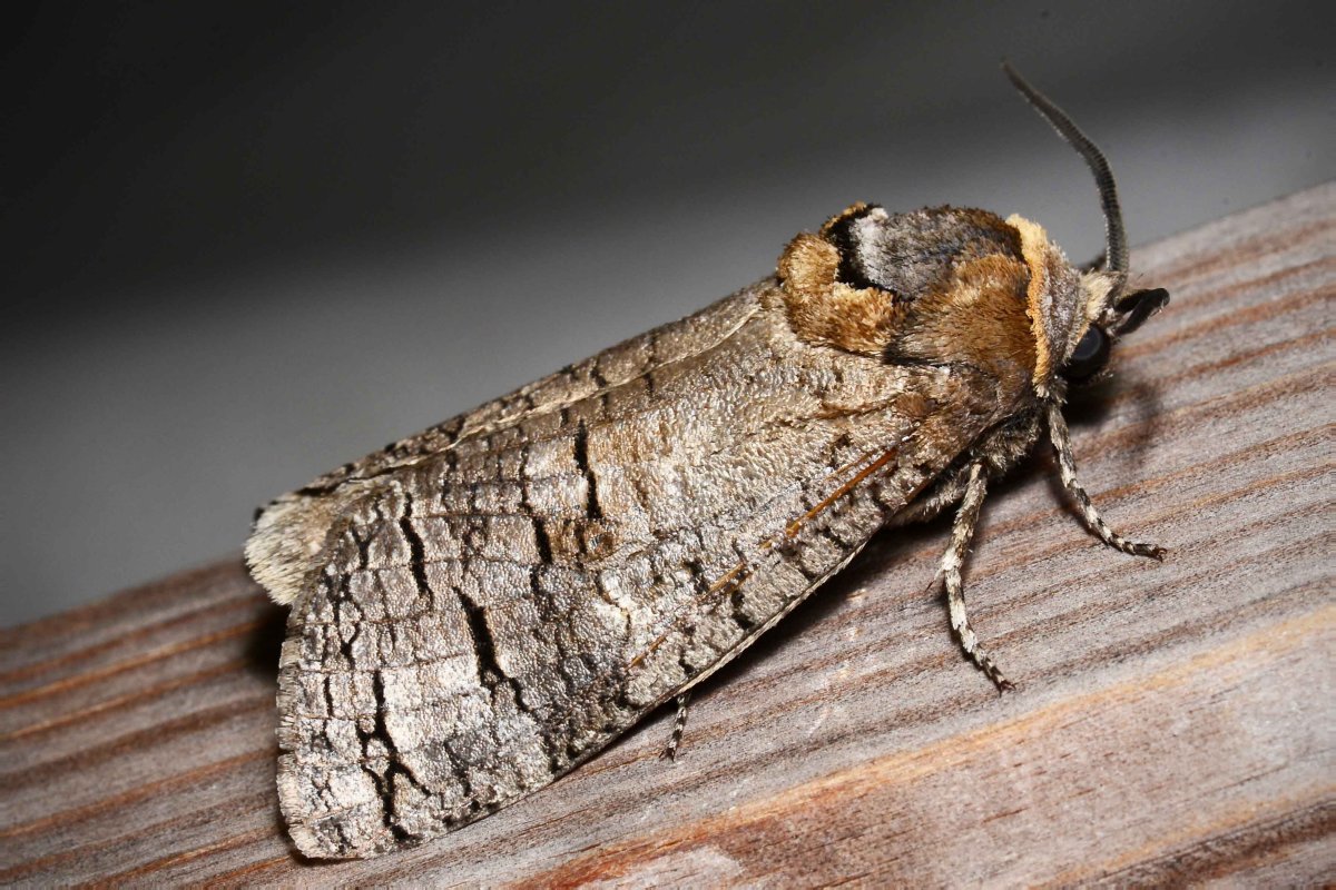 Бабочка жука древоточца