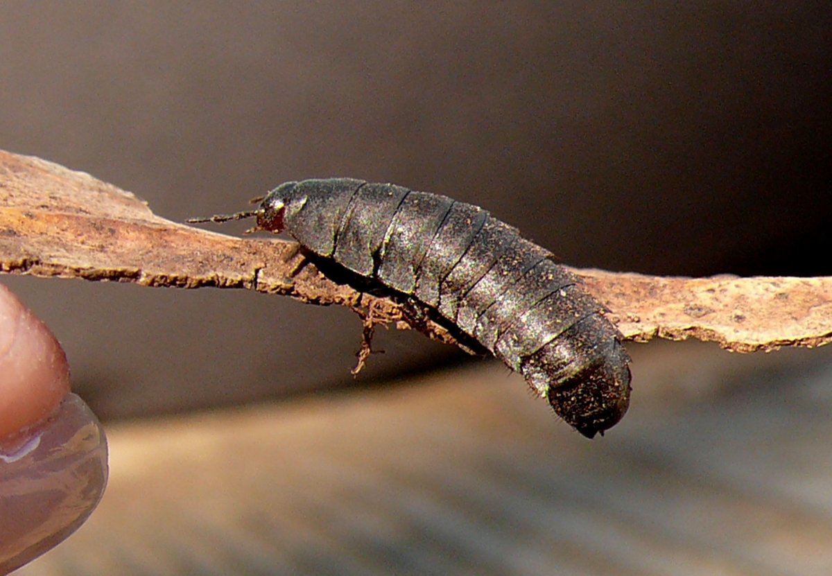 Стафилин великолепный личинка