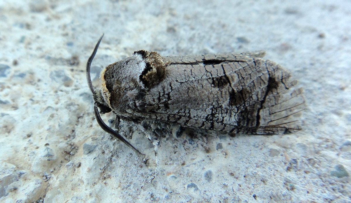 Древоточец гусеница личинки