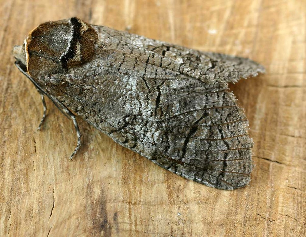 Жук древоточец пахучий