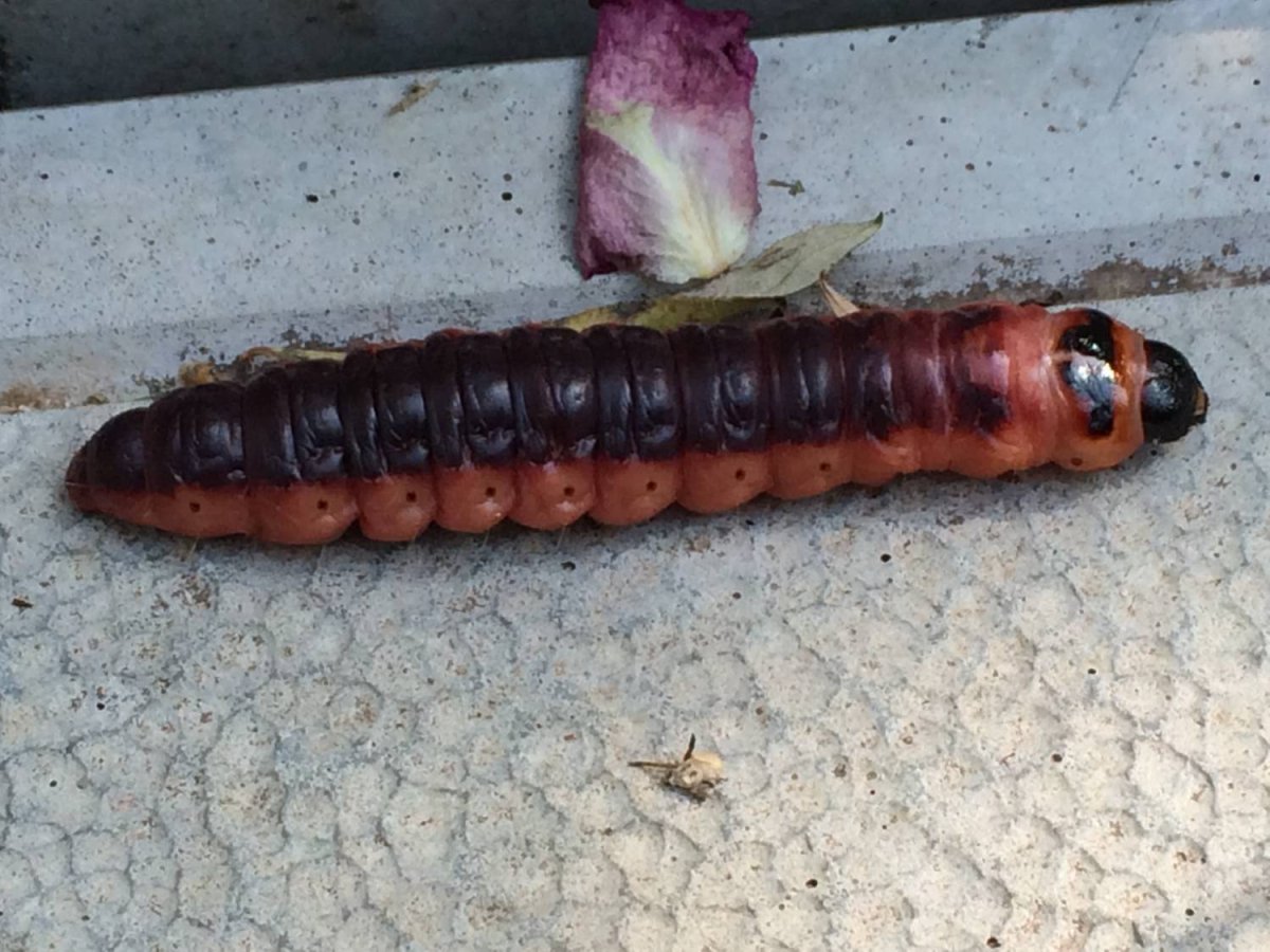 Cossus cossus гусеница