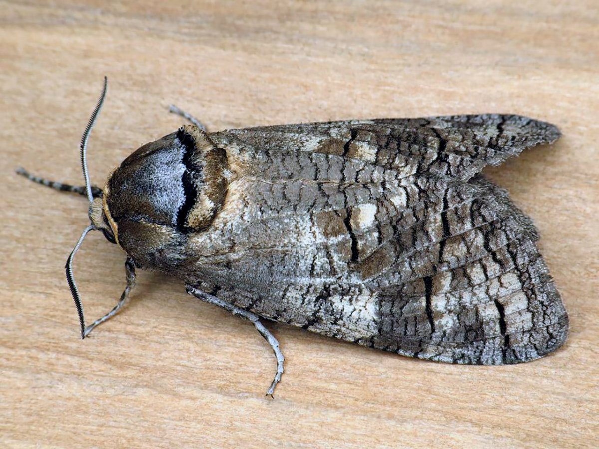 Бабочка древоточец