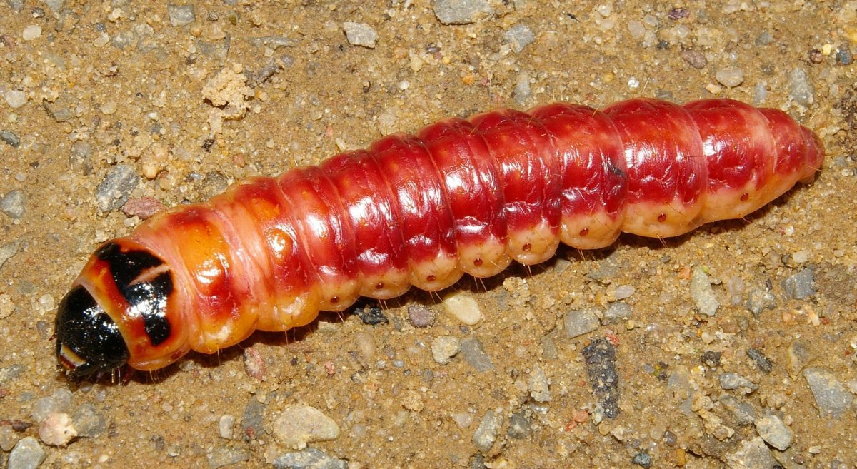 Личинка жука древоточца