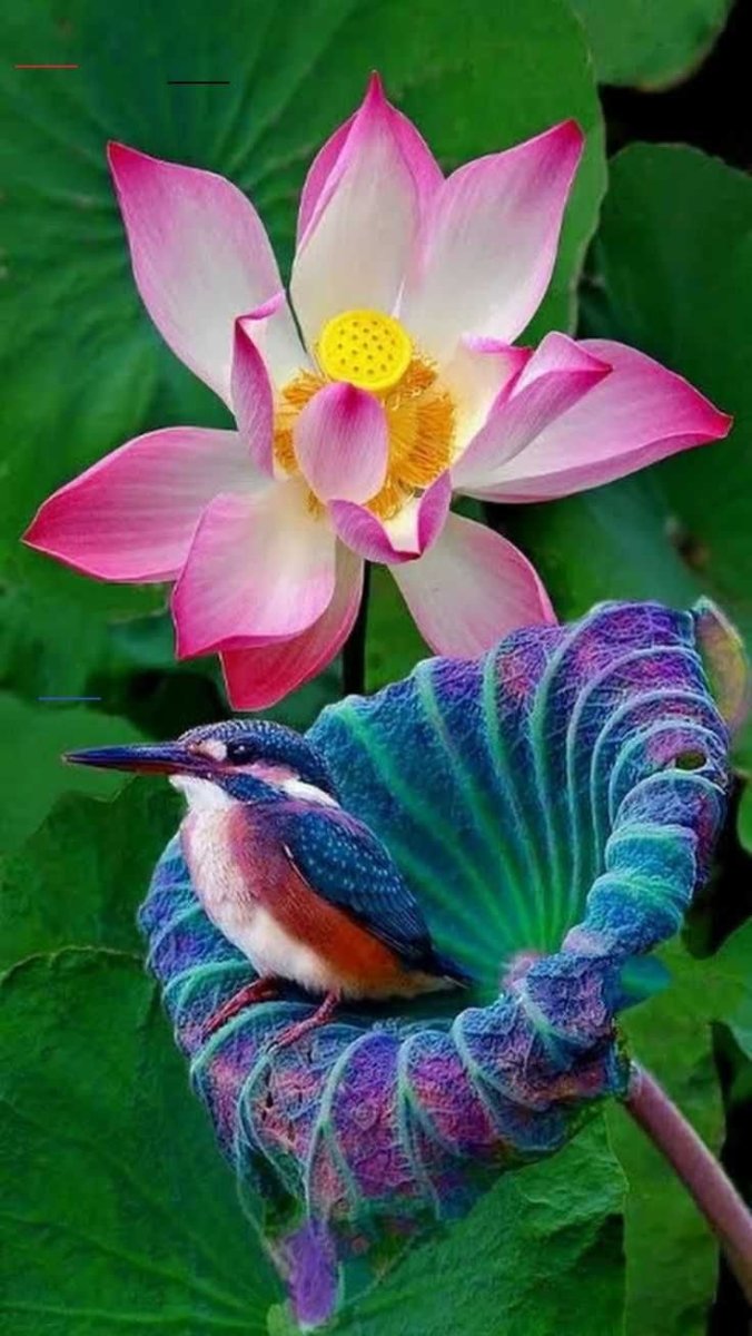 Красивые тропические цветы