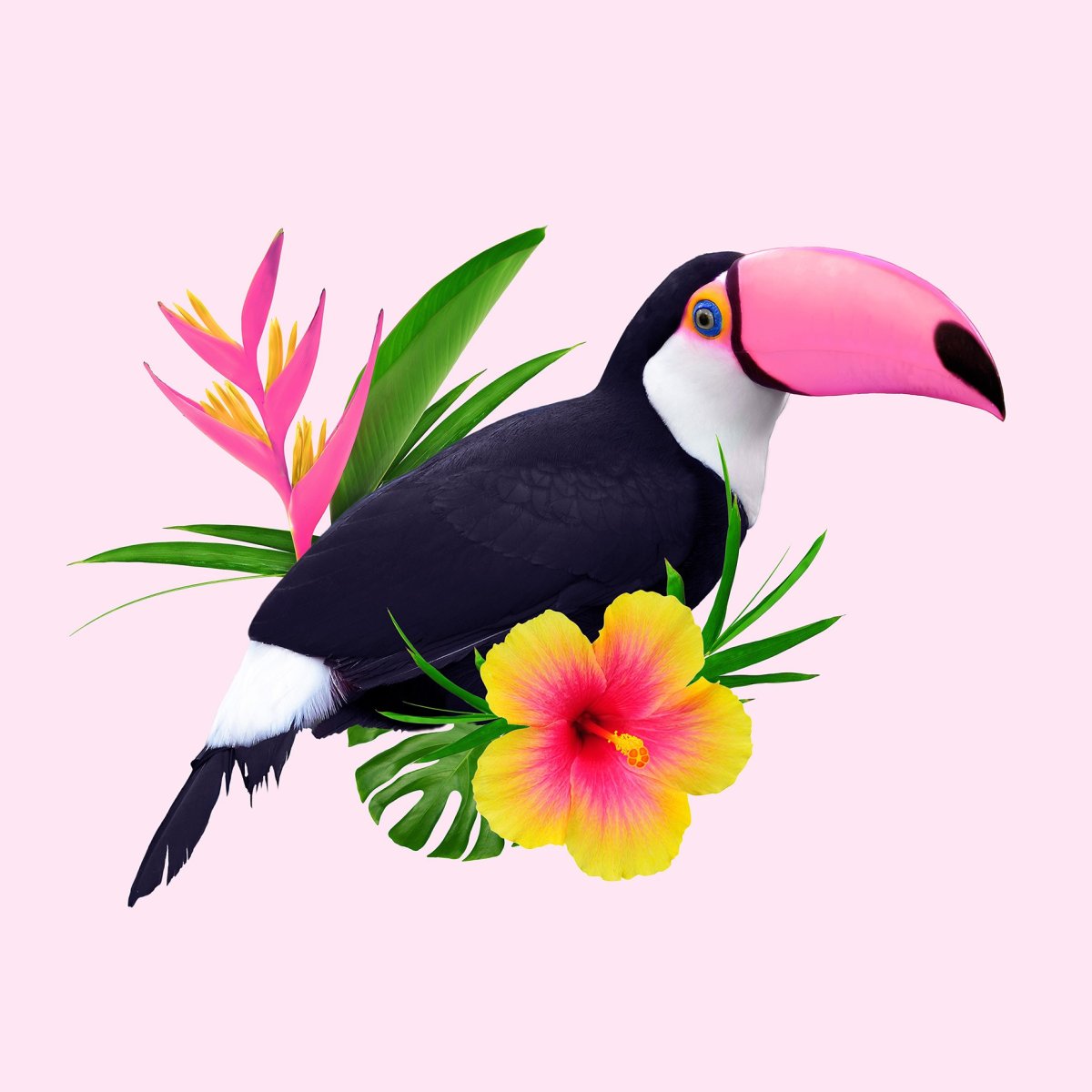 Туканы на розовом фоне