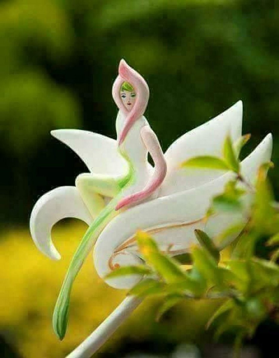 Фото цветок Нарилата печати