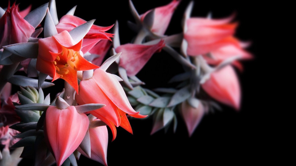 Цветок Сиона