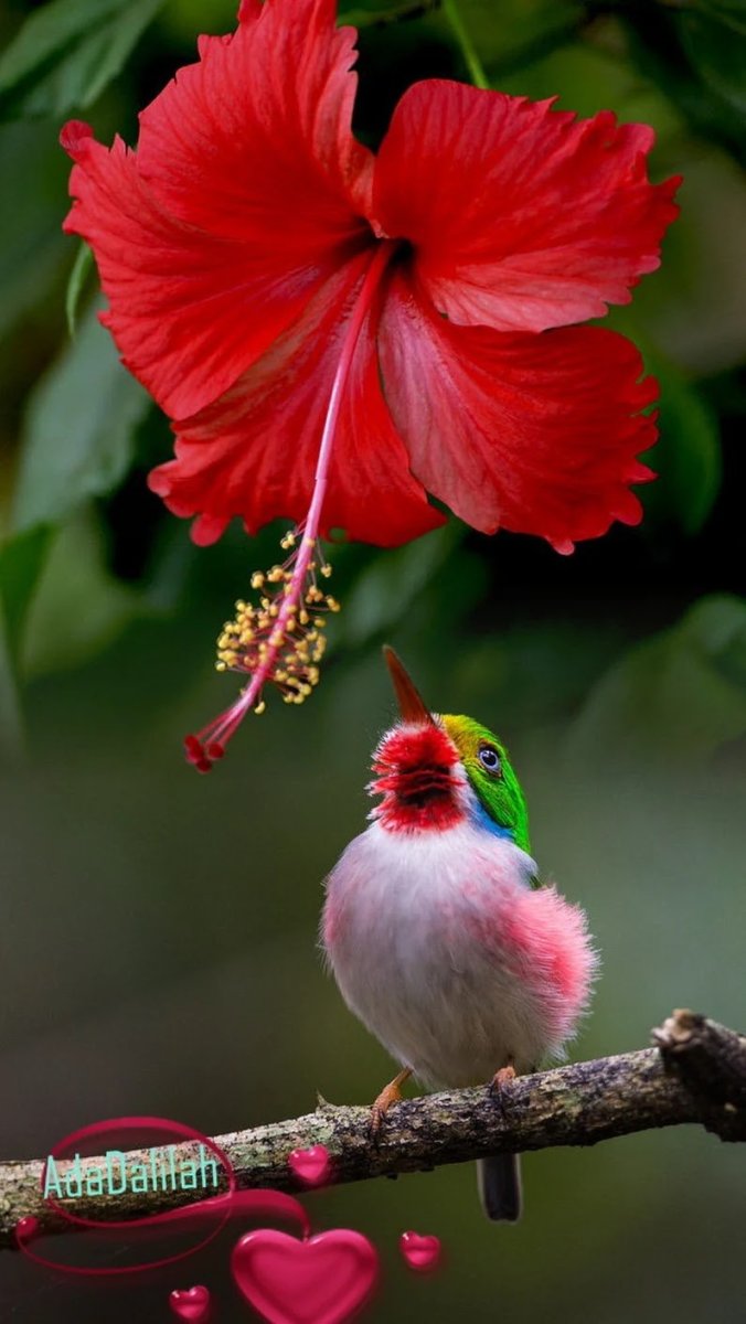 Птицы на экзотическом цветке