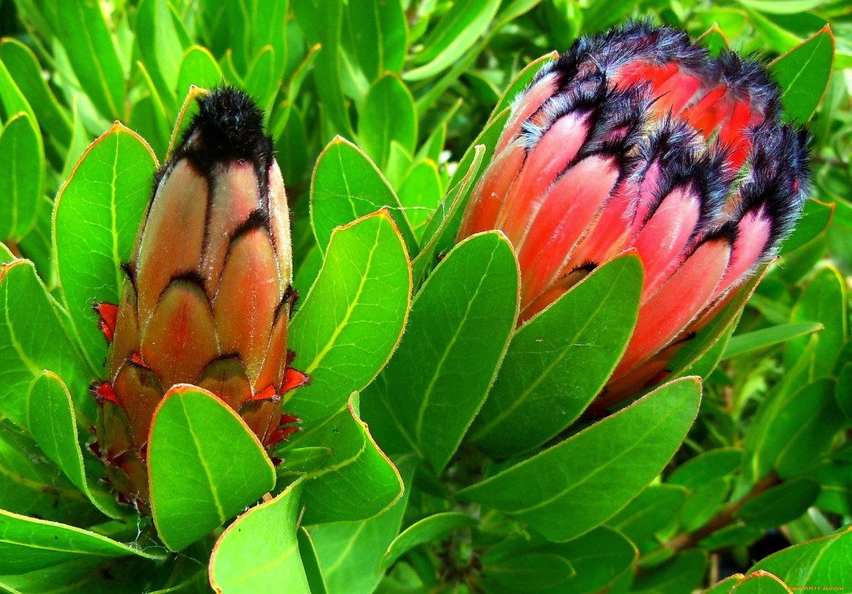 Тропические цветы листья птицы