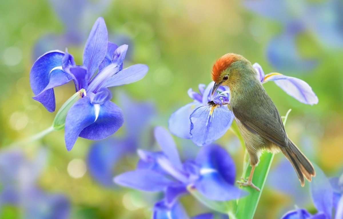 Красивые птицы на цветах