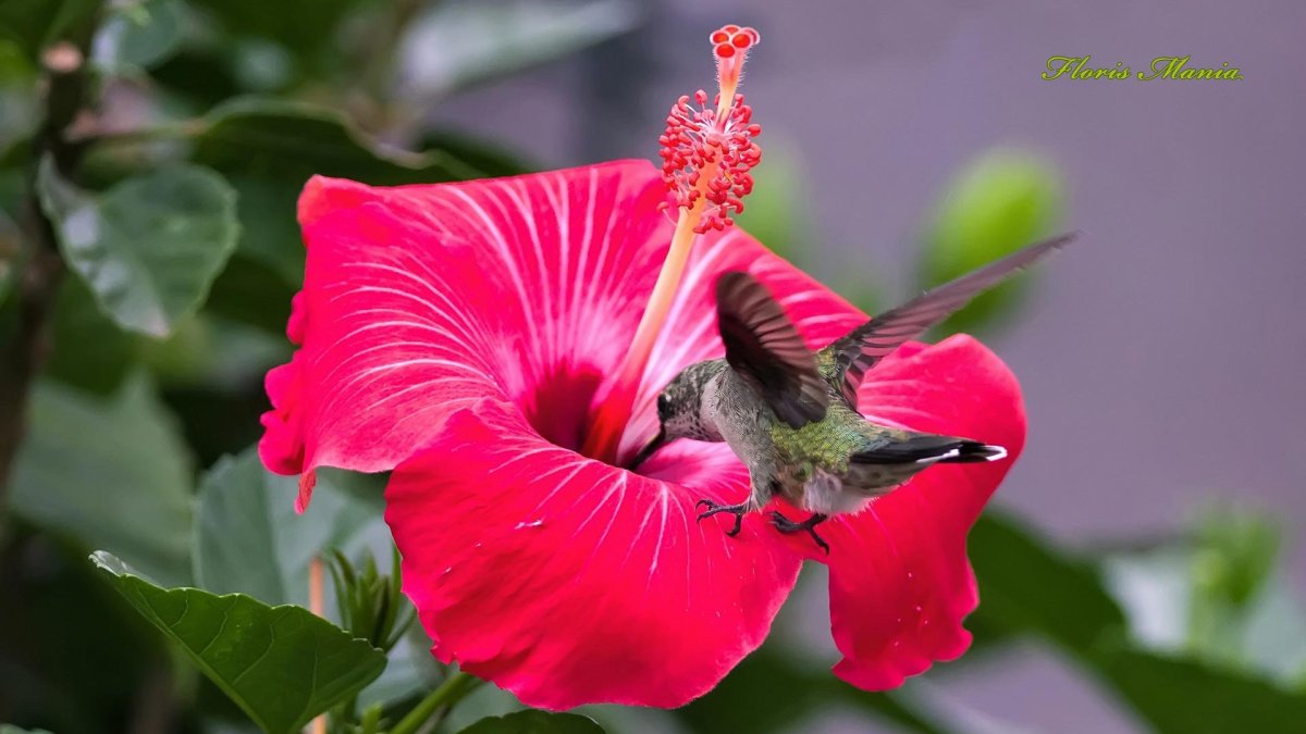 Гибискус. Опылители