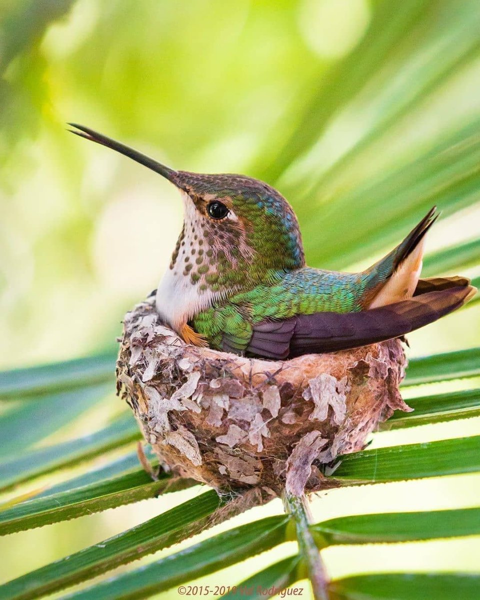 Птенцы Колибри Размеры