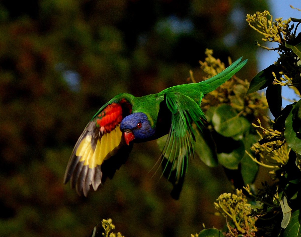 Попугайчики в дикой природе