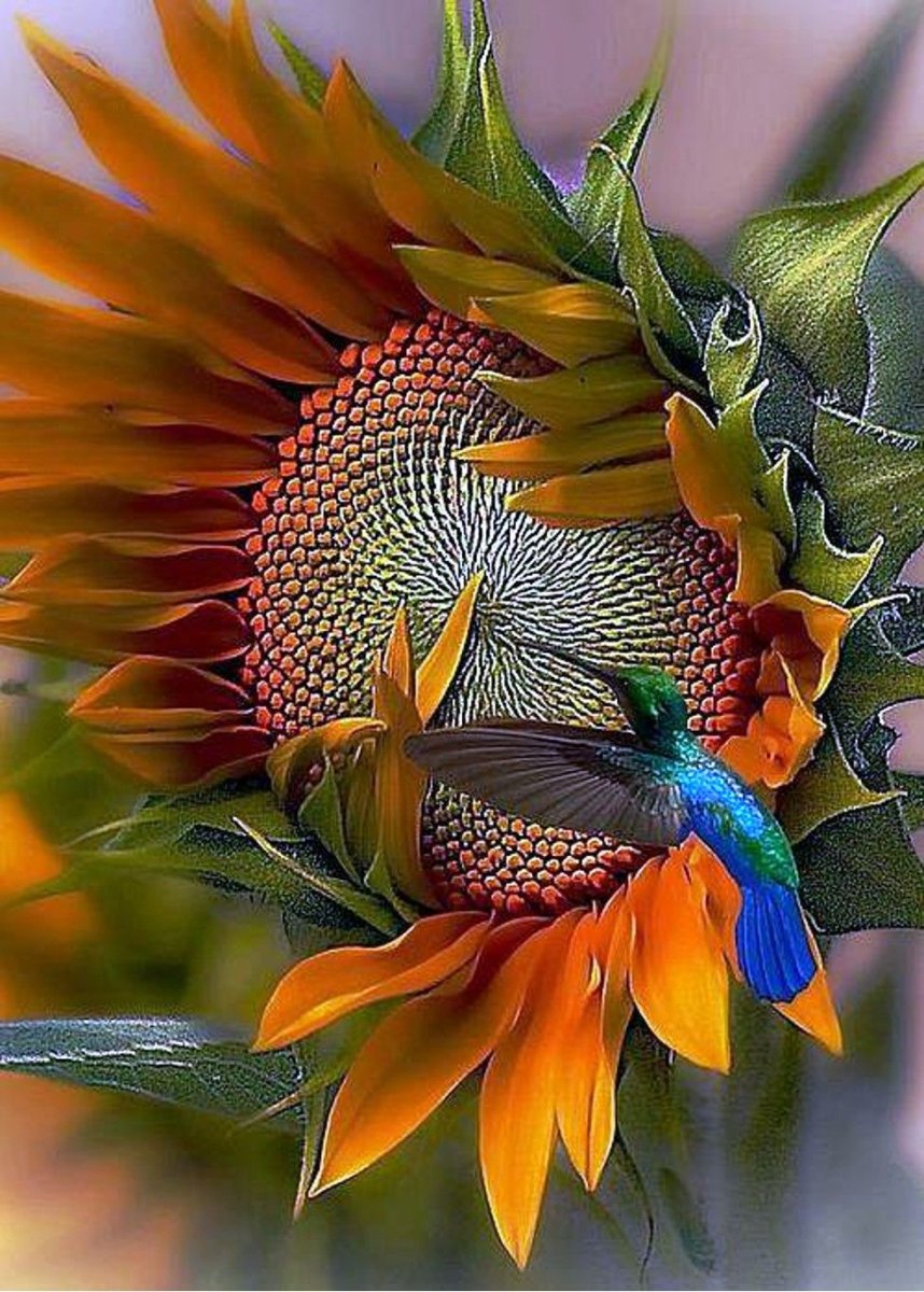 Колибри на подсолнухе