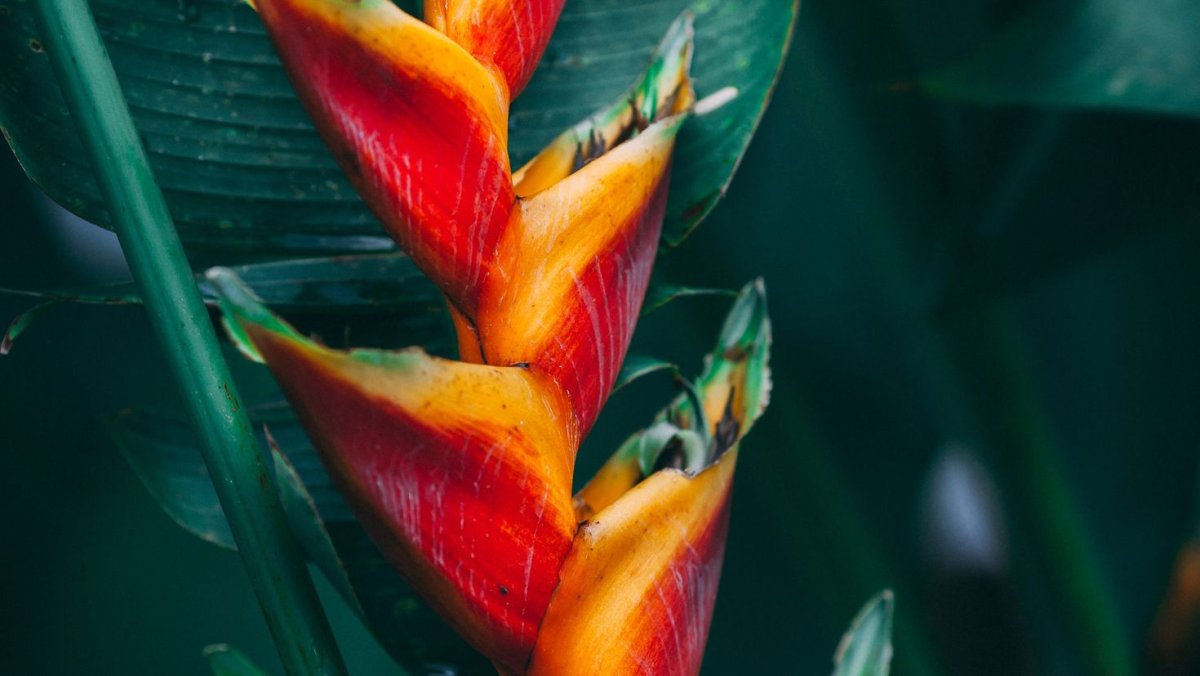 Колибри и цветок