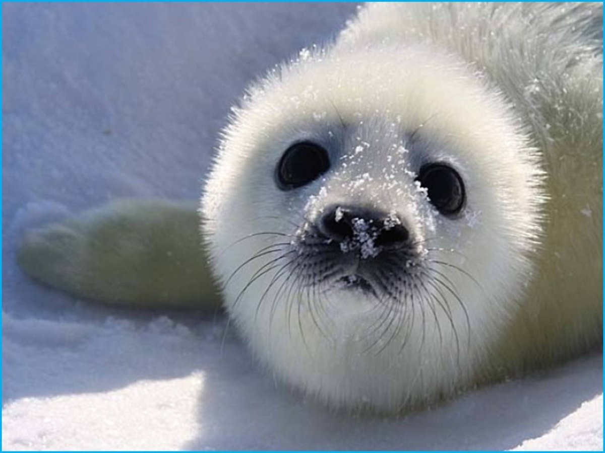 Белек нерпы