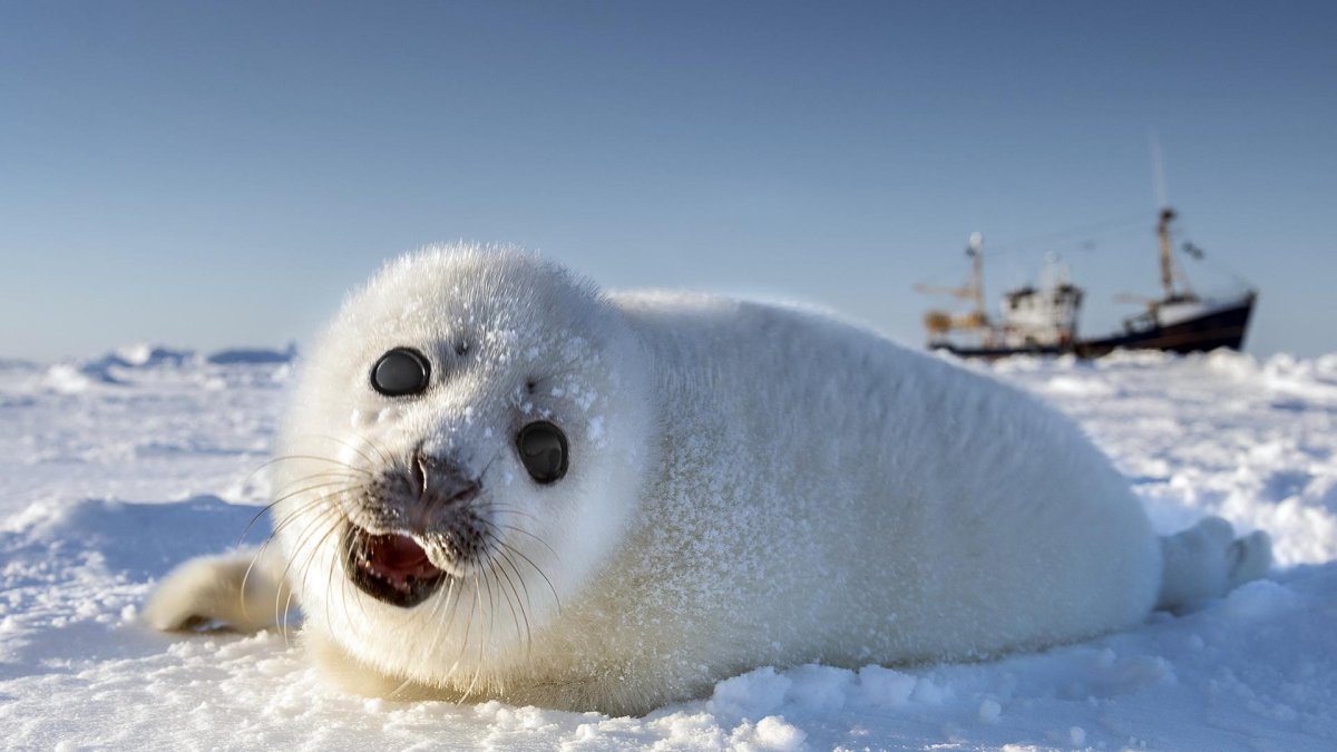 Байкальская Нерпа Белек