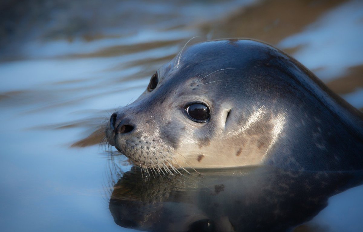 Байкальская Нерпа в воде