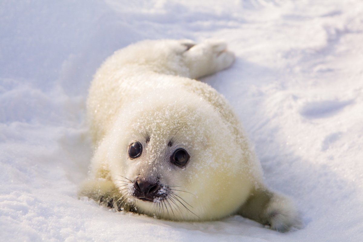 Нерпа Ларга