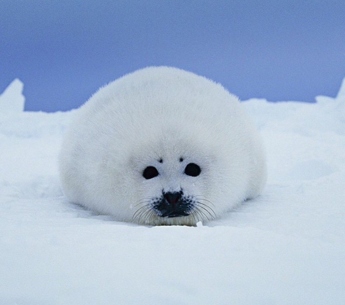 Маленький тюлень Белек