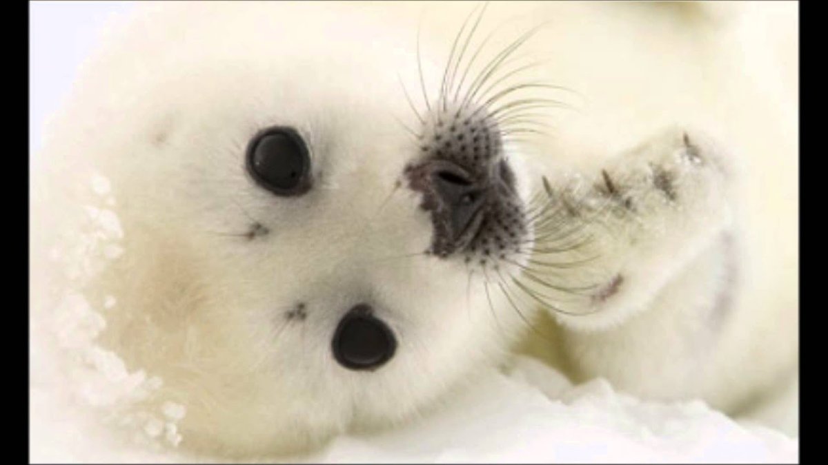 Кольчатая Нерпа Белек