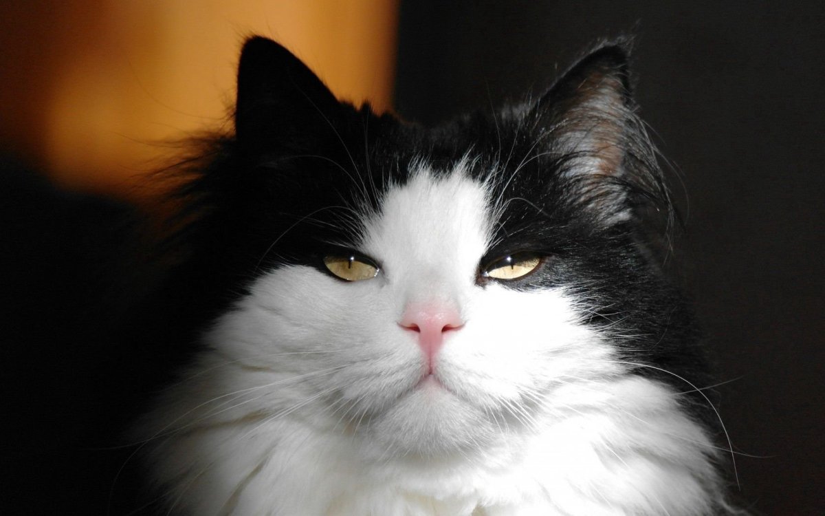 Сибирский кот черно белый