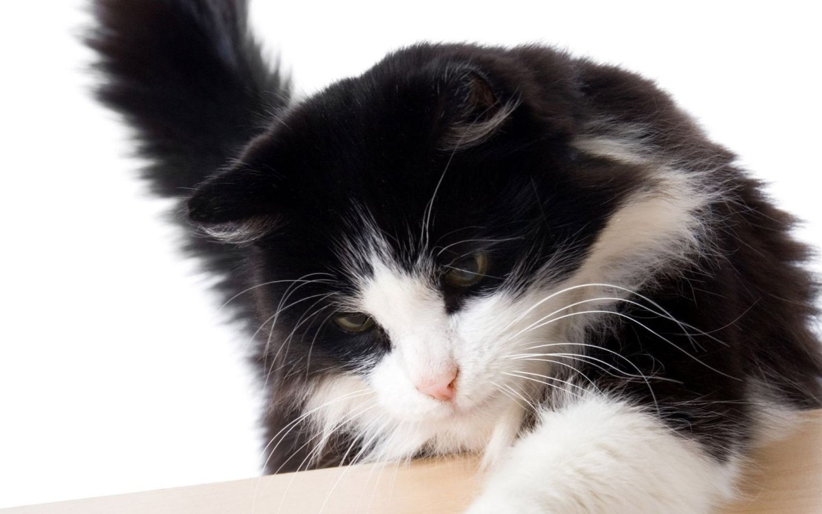 Черно белый пушистый кот