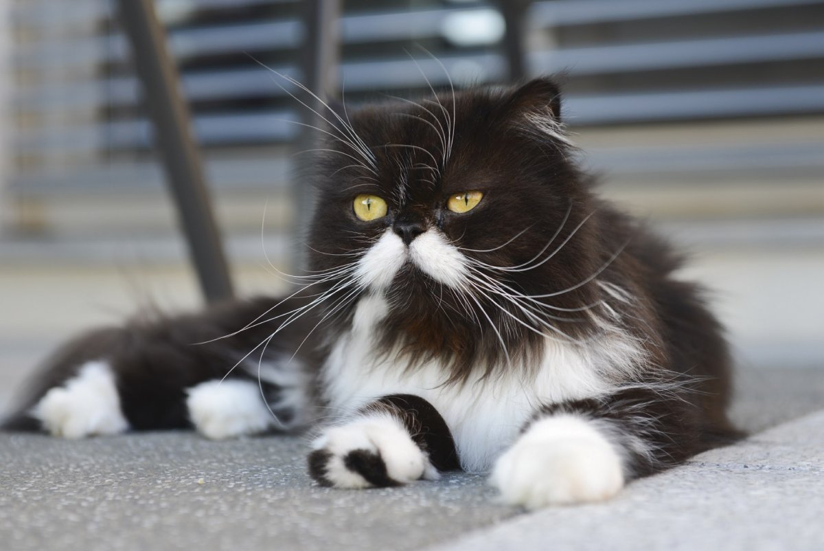 Персидский кот черно белый