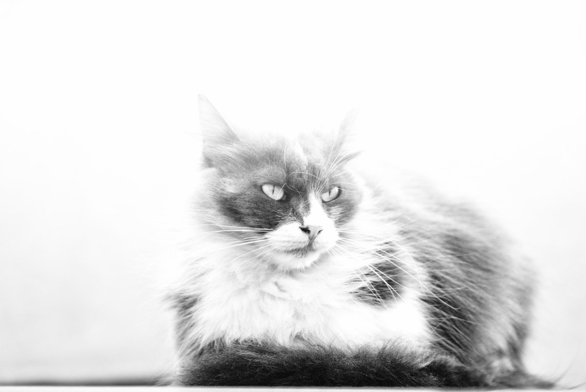 Котик картинка черно белая