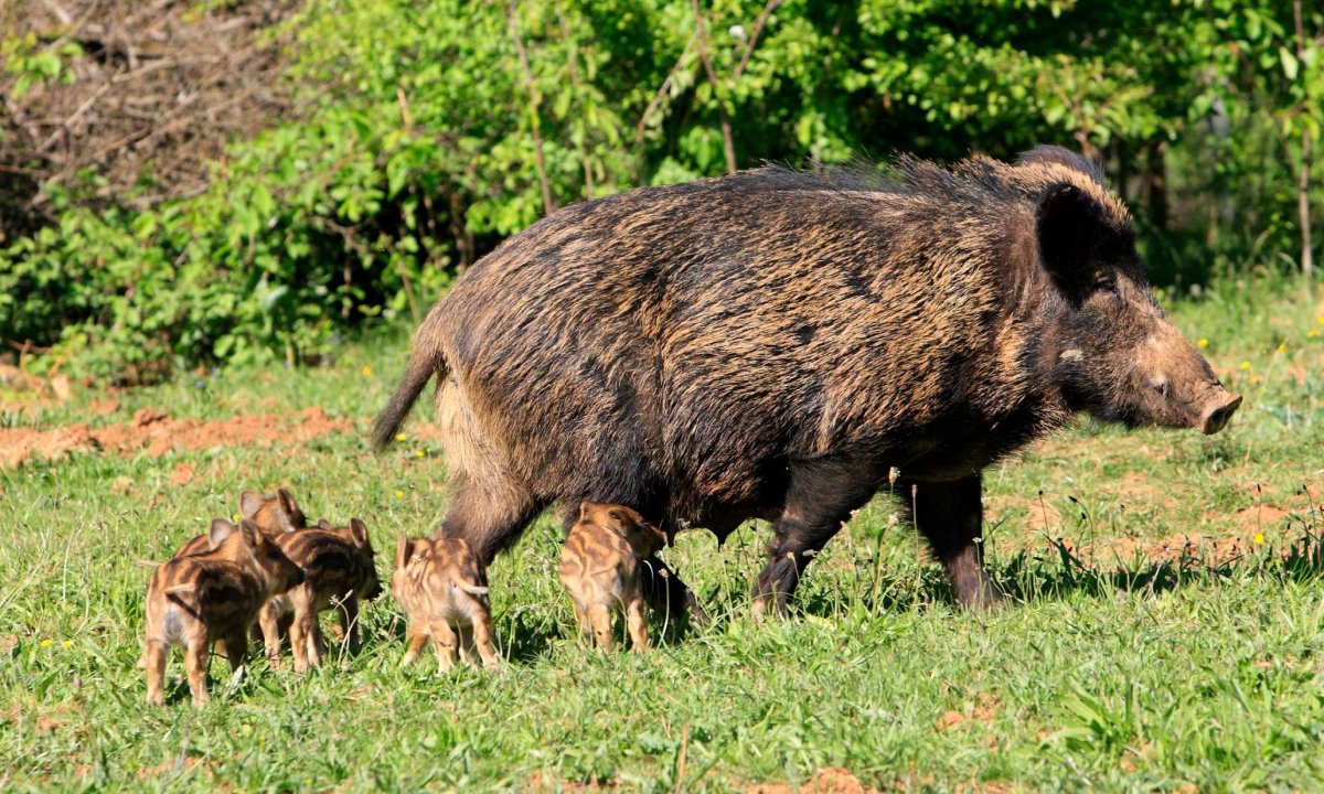 Das Wildschwein - кабан