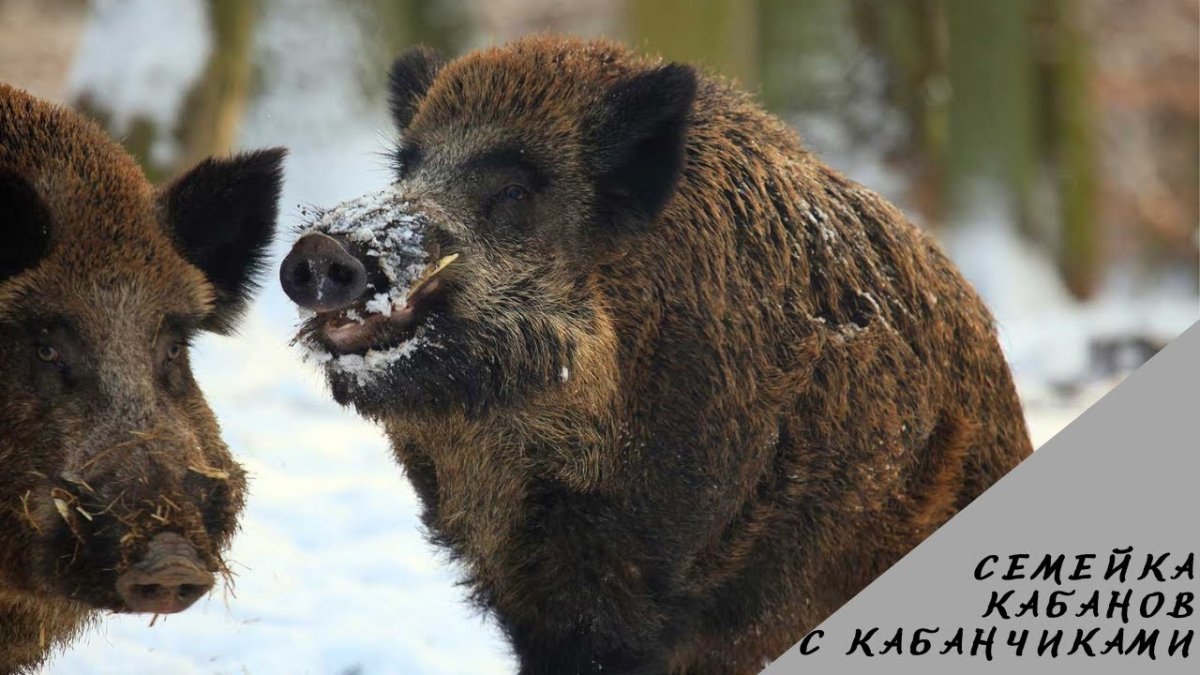 Вепрь секач