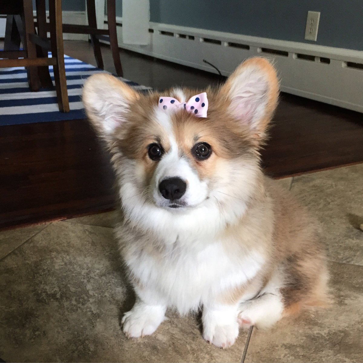 Вельш корги пемброк флаффи