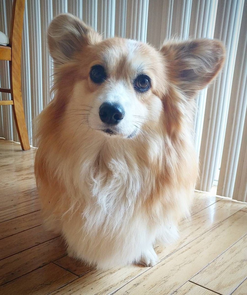 Длинношерстные корги флаффи