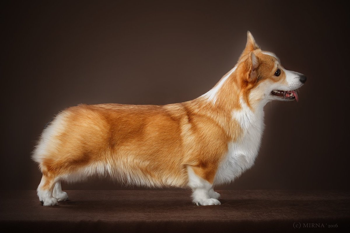 Корги собака фото