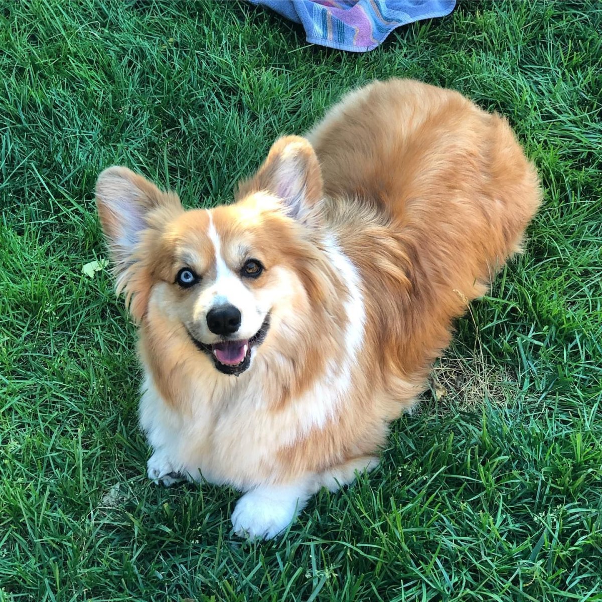 Корги пемброк флаффи