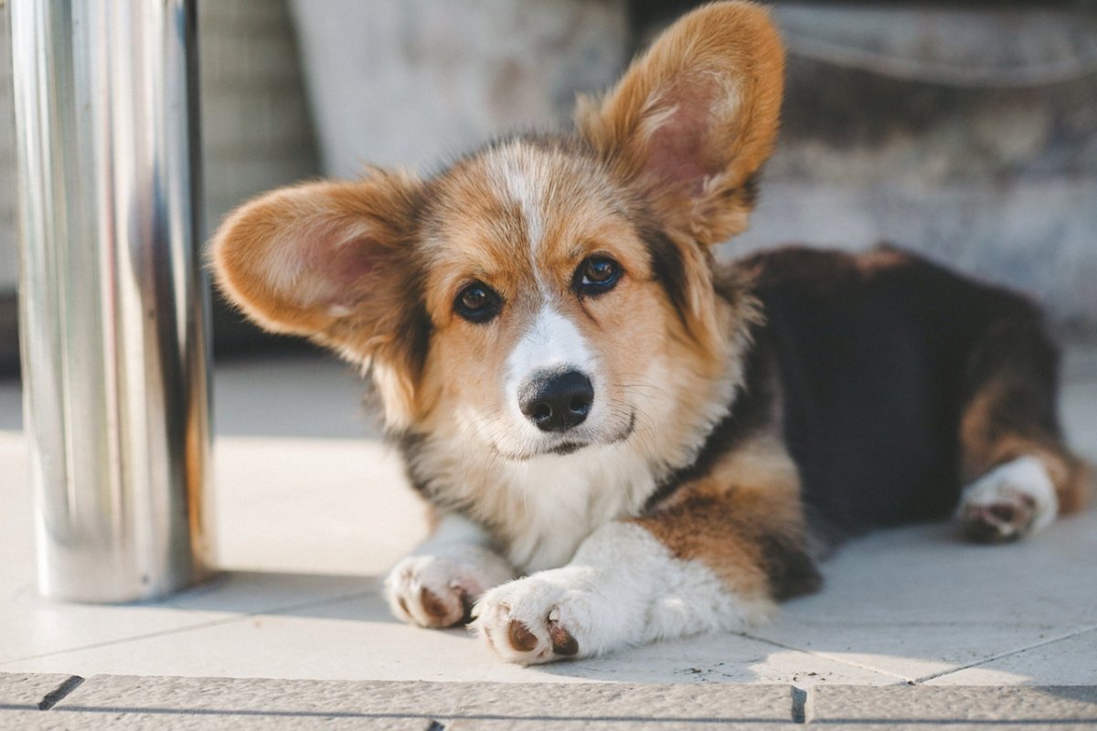 Королевский вельш корги пемброк