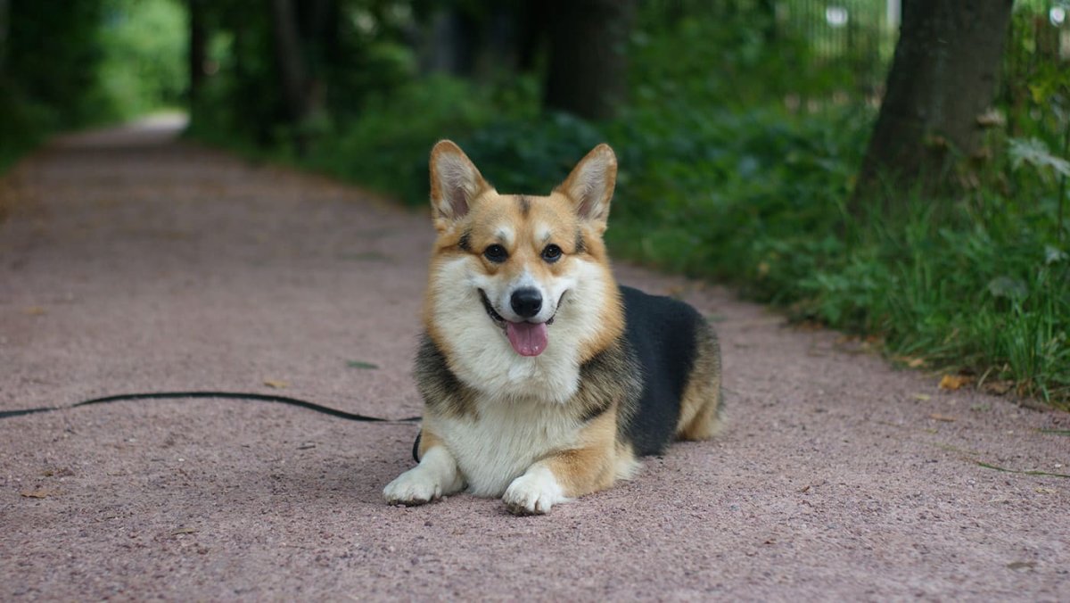 Вельш корги пемброк