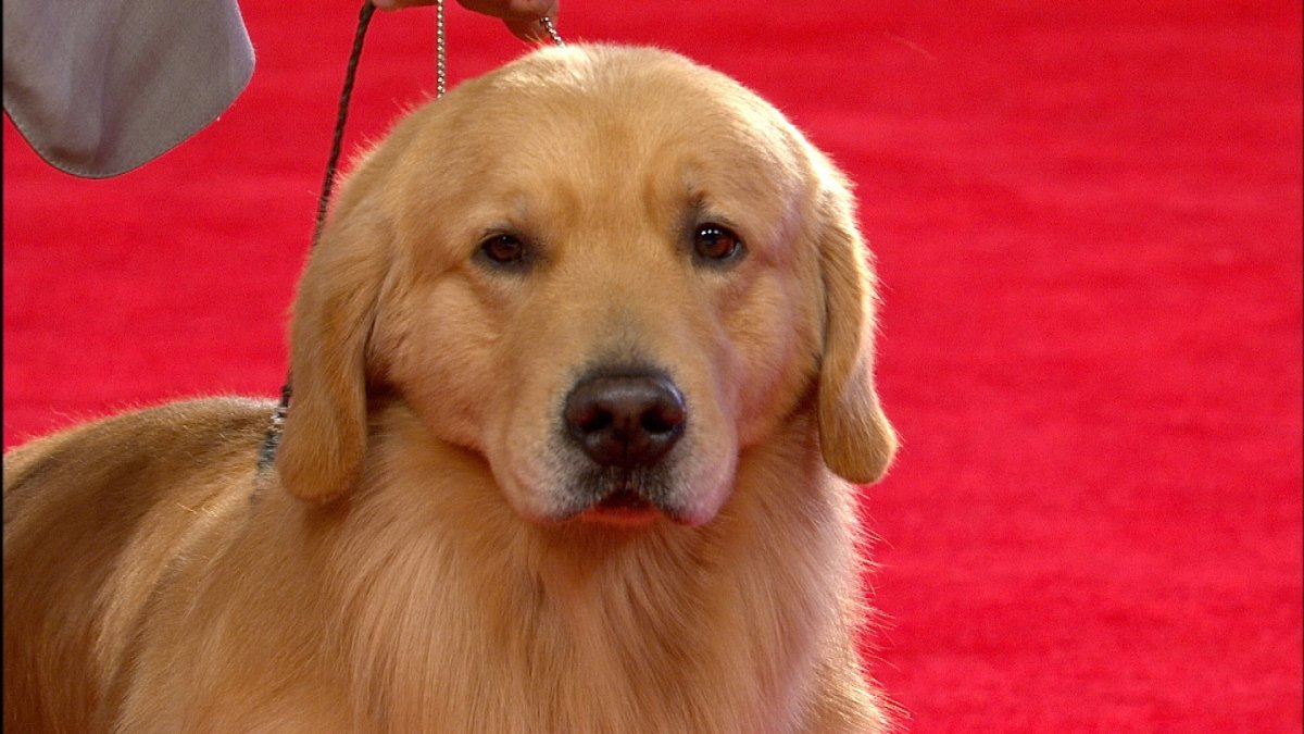 Золотистый ретривер Эстетика