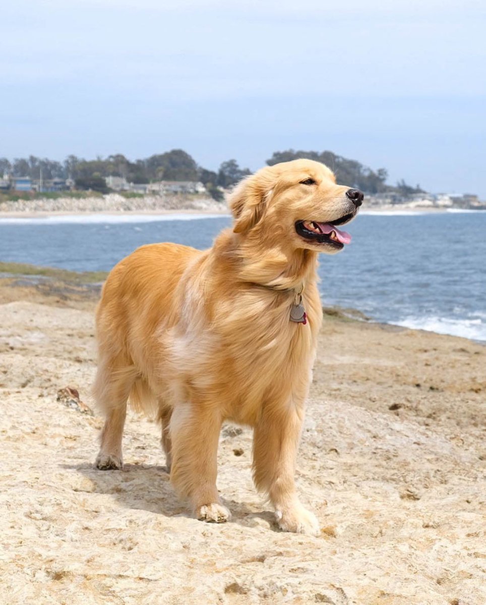 Лабрадор ретривер золотистый длинношерстный