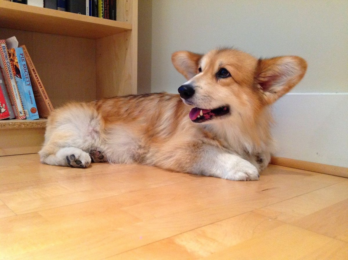 Корги флаффи