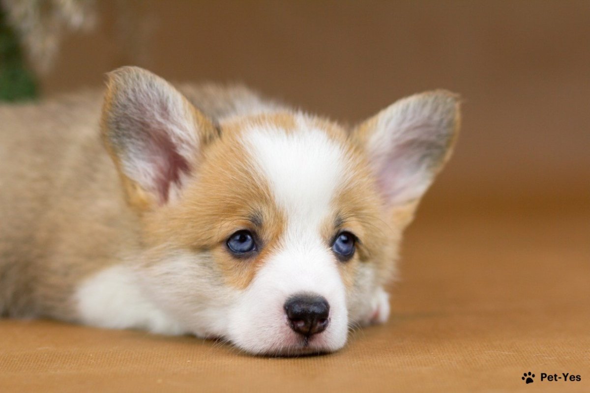 Корги пемброк
