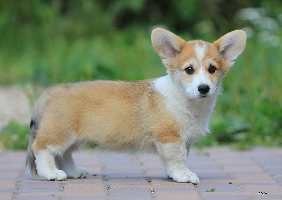 Метис корги флаффи