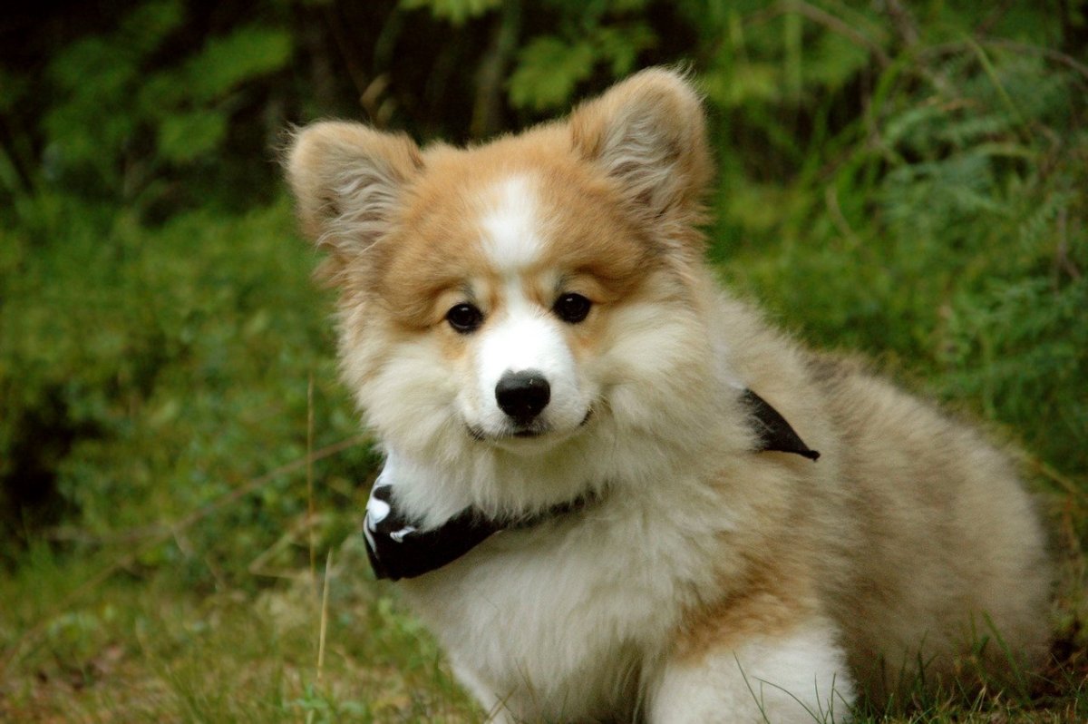 Корги кардиган флаффи