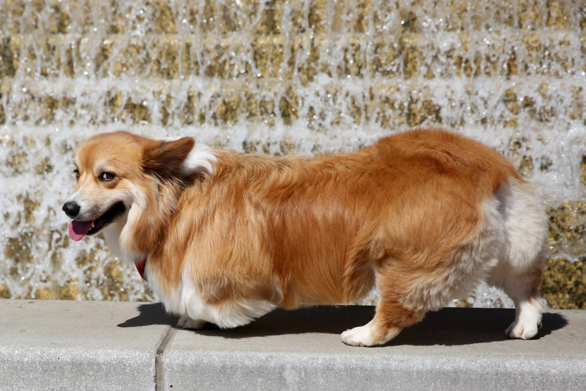 Корги кардиган длинношерстный