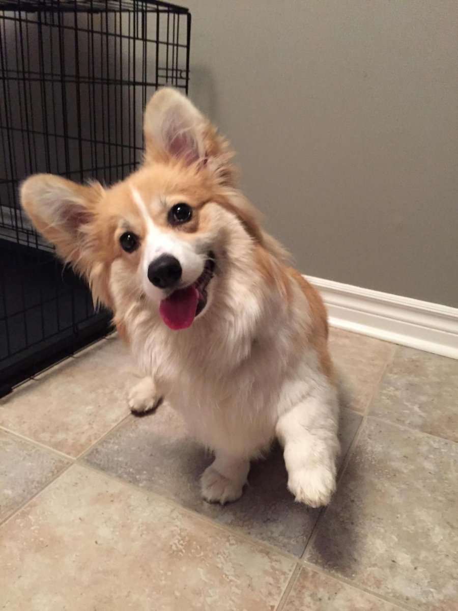 Корги длинношерстный